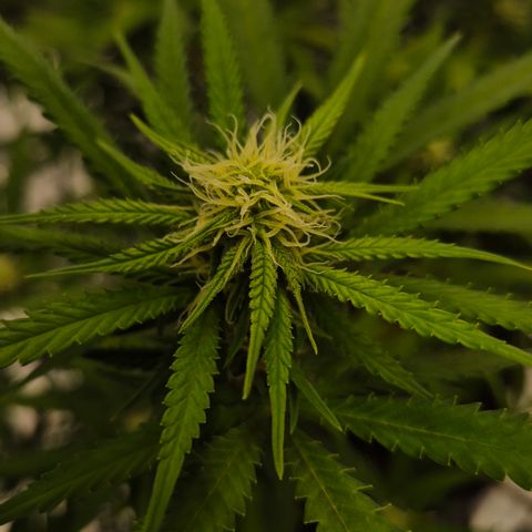 Gorilla Rainbow Madre growlog timeline photo