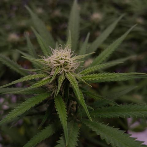 Gorilla Rainbow Madre growlog timeline photo