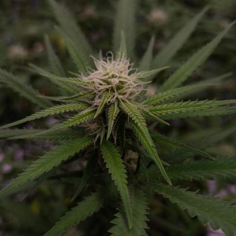 Gorilla Rainbow Madre growlog timeline photo