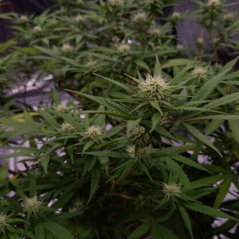 Gorilla Rainbow Madre growlog timeline photo