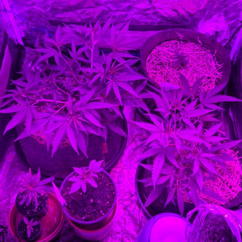 Gorilla Rainbow #1 growlog timeline photo