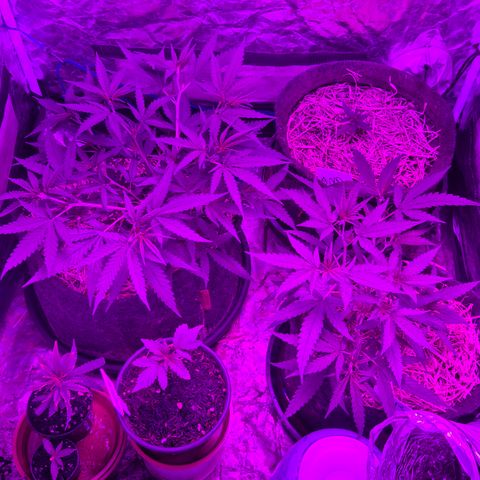 Gorilla Rainbow #1 growlog timeline photo