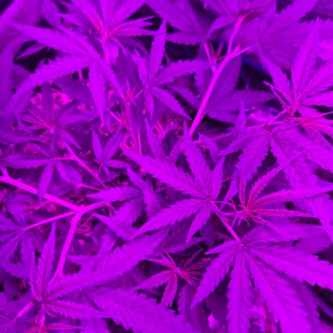 Gorilla Rainbow #1 growlog timeline photo