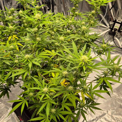 Gorilla Rainbow Madre growlog timeline photo