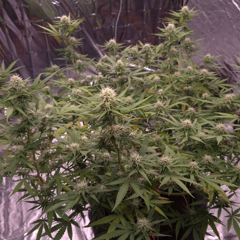 Gorilla Rainbow Madre growlog timeline photo