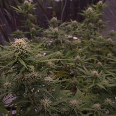 Gorilla Rainbow Madre growlog timeline photo