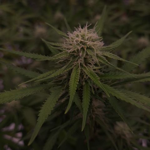 Gorilla Rainbow Madre growlog timeline photo