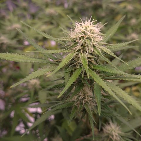 Gorilla Rainbow Madre growlog timeline photo