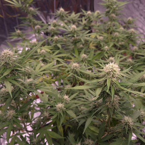 Gorilla Rainbow Madre growlog timeline photo