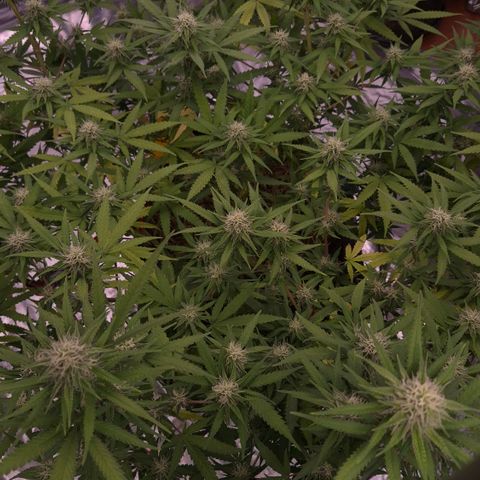 Gorilla Rainbow Madre growlog timeline photo