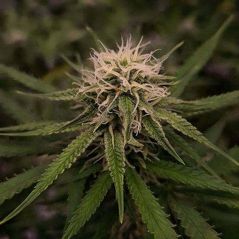 Gorilla Rainbow Madre growlog timeline photo