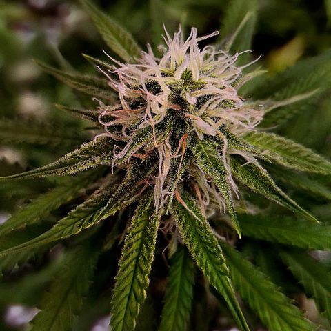 Gorilla Rainbow Madre growlog timeline photo