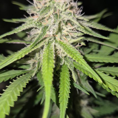 Gorilla Rainbow Madre growlog timeline photo