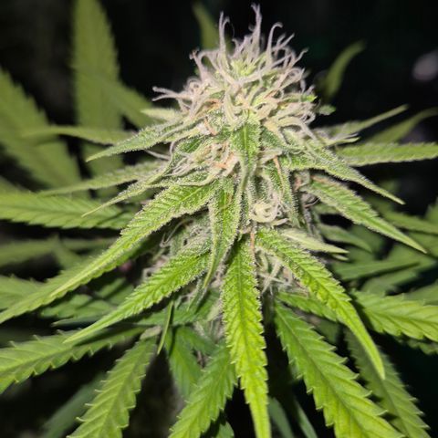 Gorilla Rainbow Madre growlog timeline photo