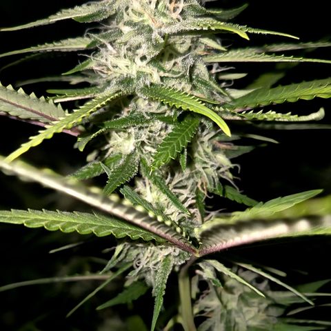 Gorilla Rainbow Madre growlog timeline photo