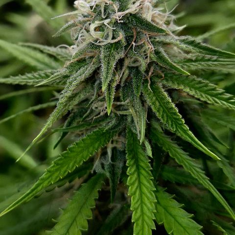 Gorilla Rainbow Madre growlog timeline photo