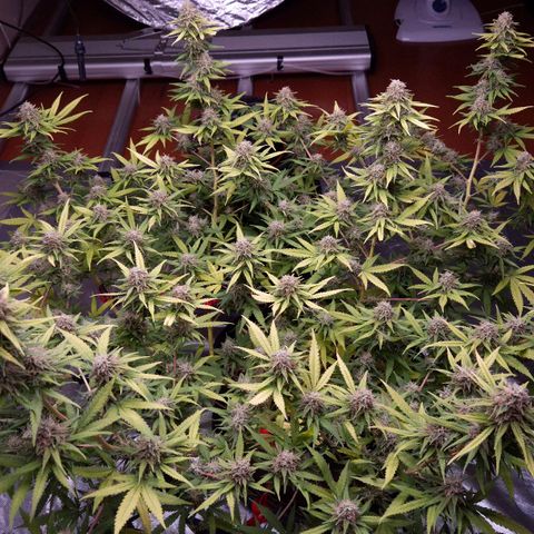 Gorilla Rainbow Madre growlog timeline photo