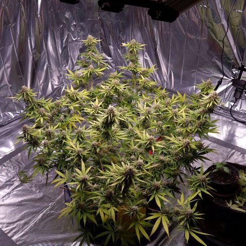 Gorilla Rainbow Madre growlog timeline photo