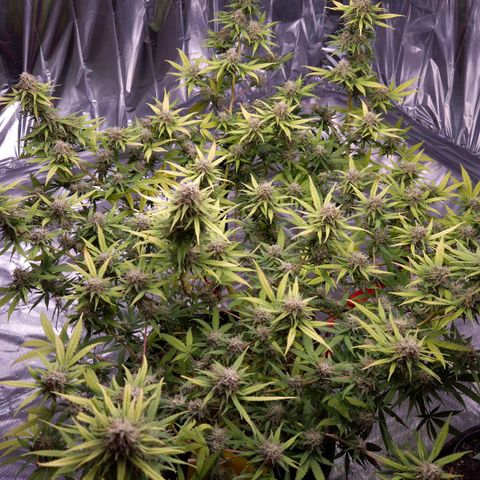 Gorilla Rainbow Madre growlog timeline photo