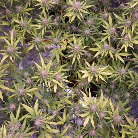 Gorilla Rainbow Madre growlog timeline photo