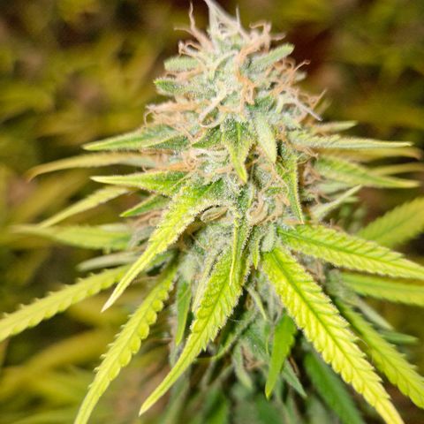 Gorilla Rainbow Madre growlog timeline photo