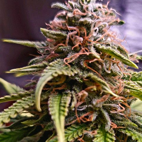 Gorilla Rainbow Madre growlog timeline photo