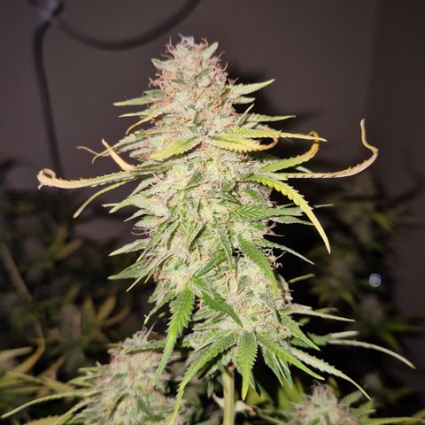 Gorilla Rainbow Madre growlog timeline photo