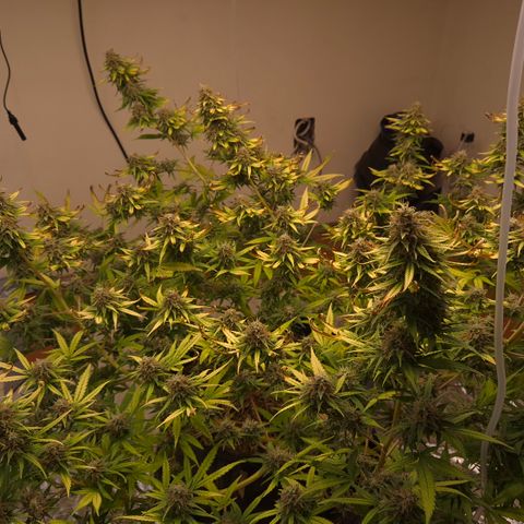 Gorilla Rainbow Madre growlog timeline photo