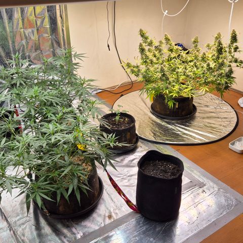 Gorilla Rainbow Madre growlog timeline photo