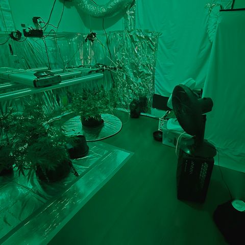 Gorilla Rainbow Madre growlog timeline photo
