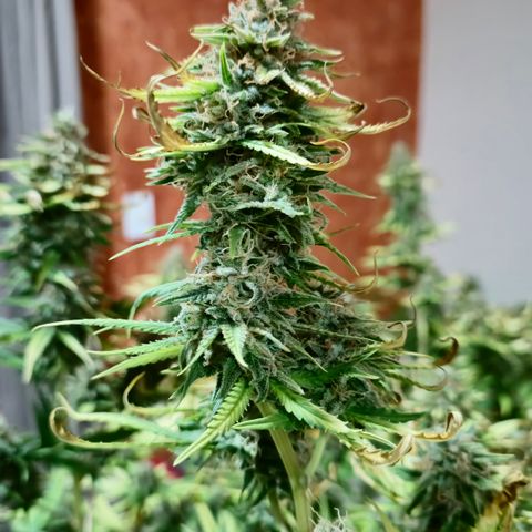 Gorilla Rainbow Madre growlog timeline photo