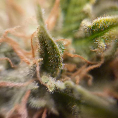 Gorilla Rainbow Madre growlog timeline photo