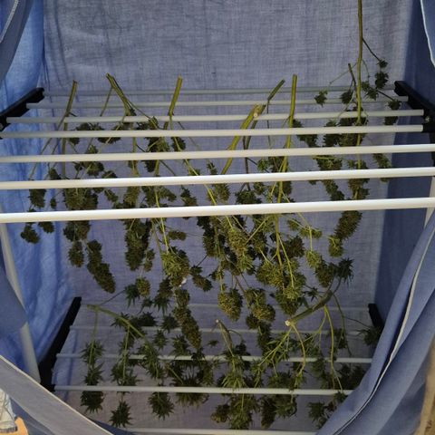 Gorilla Rainbow Madre growlog timeline photo