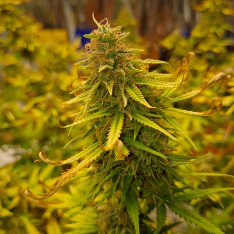 Gorilla Rainbow Madre growlog timeline photo