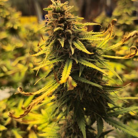 Gorilla Rainbow Madre growlog timeline photo