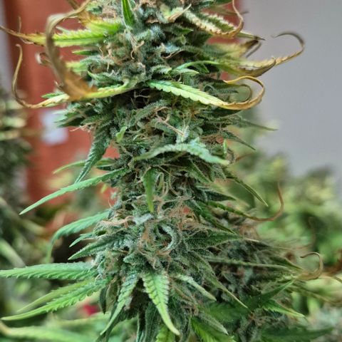 Gorilla Rainbow Madre growlog timeline photo