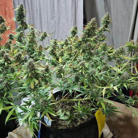 Gorilla Rainbow Madre growlog timeline photo