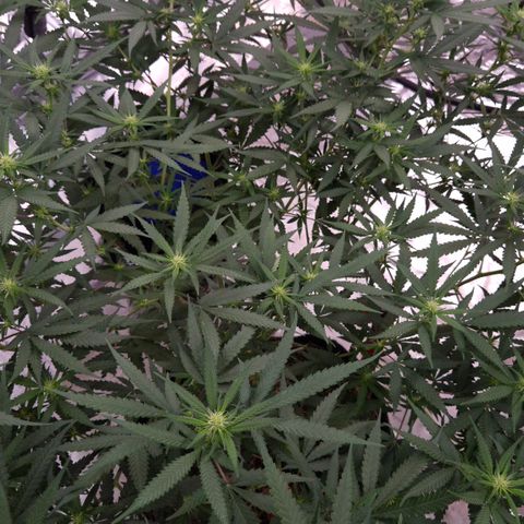 Gorilla Rainbow #2 growlog timeline photo