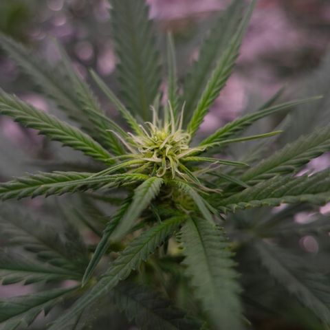 Gorilla Rainbow #2 growlog timeline photo