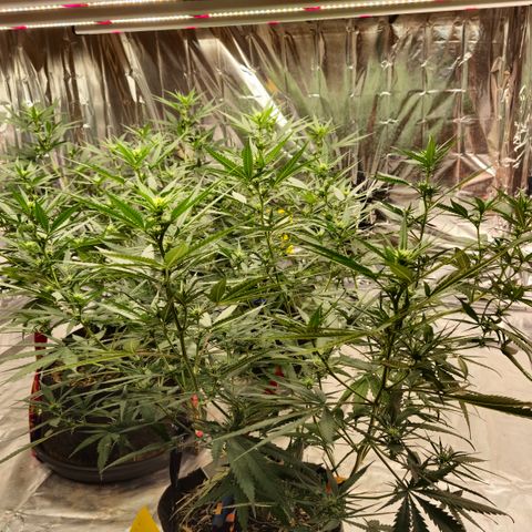 Gorilla Rainbow #1 growlog timeline photo