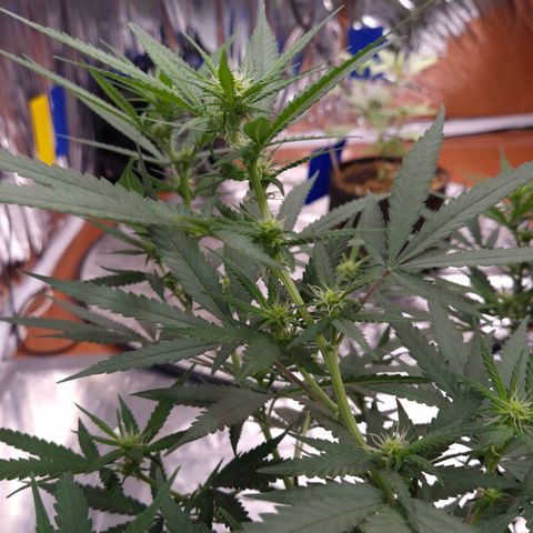 Gorilla Rainbow #1 growlog timeline photo