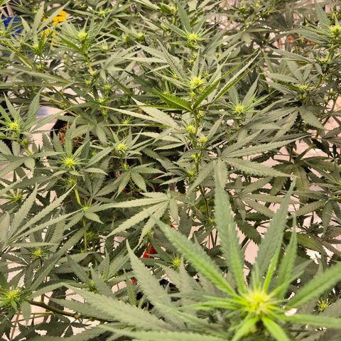 Gorilla Rainbow #1 growlog timeline photo