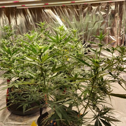 Gorilla Rainbow #1 growlog timeline photo