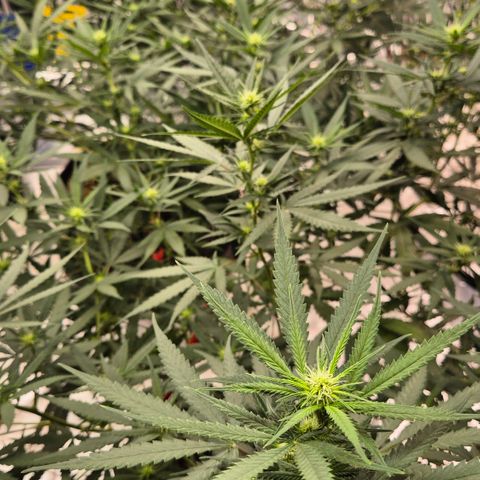 Gorilla Rainbow #1 growlog timeline photo