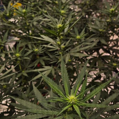 Gorilla Rainbow #1 growlog timeline photo