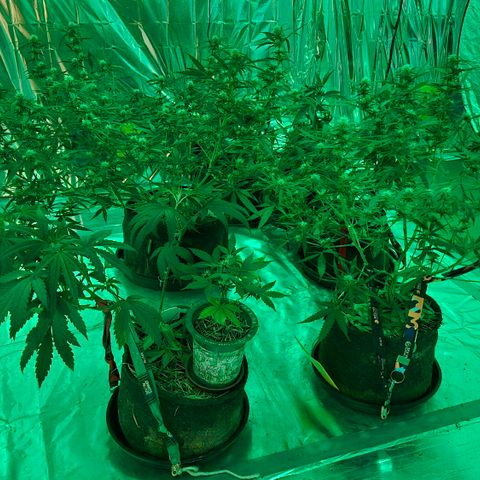 Gorilla Rainbow #1 growlog timeline photo