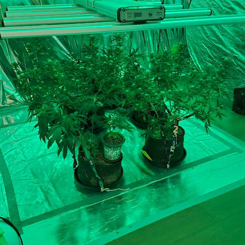 Gorilla Rainbow #1 growlog timeline photo