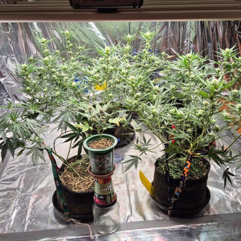 Gorilla Rainbow #1 growlog timeline photo
