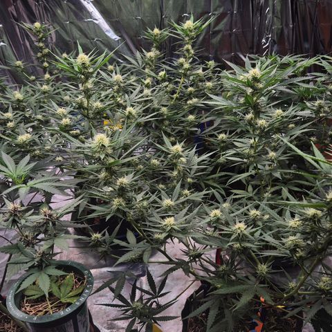 Gorilla Rainbow #1 growlog timeline photo