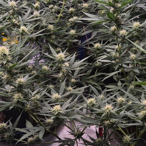 Gorilla Rainbow #1 growlog timeline photo